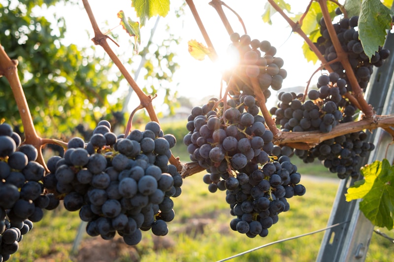 Uzum "Kishmish Radianti"